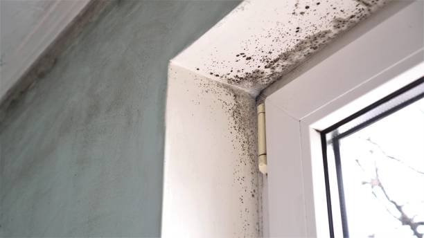 Best Biohazard Mold Removal  in Halesite, NY