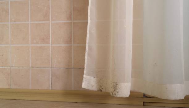 Best Attic Mold Removal  in Halesite, NY