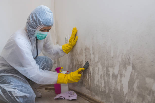 Best Mold Prevention Services  in Halesite, NY