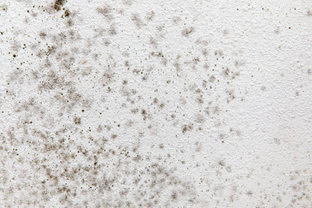 Best Attic Mold Removal  in Halesite, NY